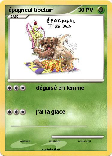 Pokemon épagneul tibetain