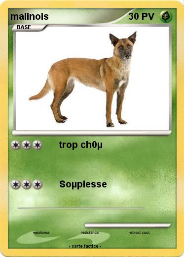 Pokemon malinois