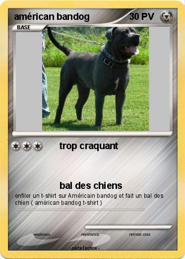 Pokemon américan bandog