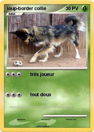 Pokemon loup-border collie