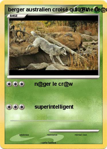 Pokemon berger australien croisé qui @ime l'e@u