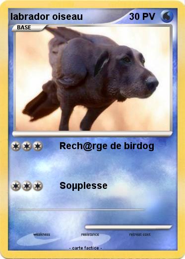 Pokemon labrador oiseau