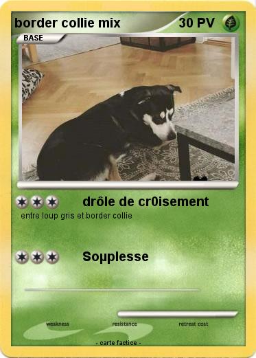 Pokemon border collie mix