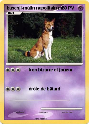 Pokemon basenji-mâtin napolitain mix
