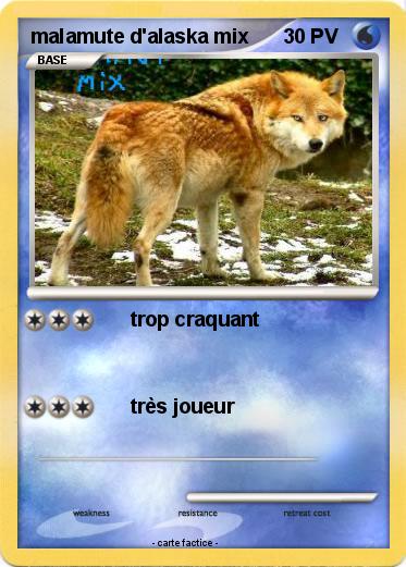Pokemon malamute d'alaska mix