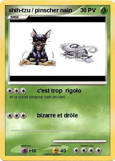 Pokemon shih-tzu / pinscher nain