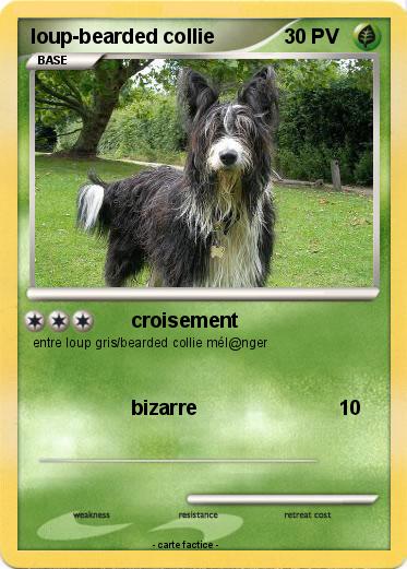 Pokemon loup-bearded collie