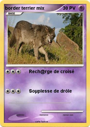 Pokemon border terrier mix