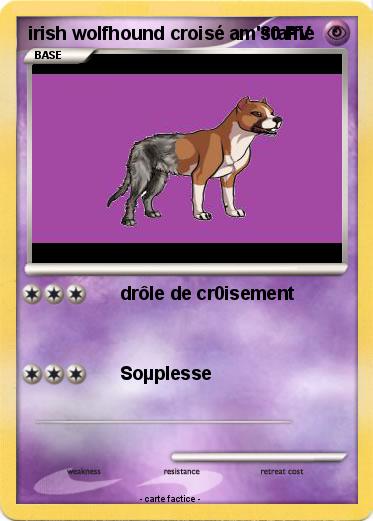 Pokemon irish wolfhound croisé am'staffie