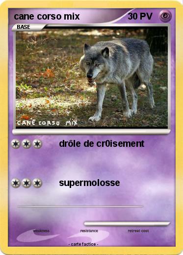 Pokemon cane corso mix