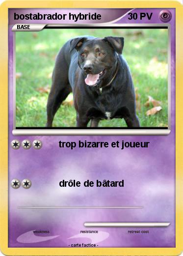 Pokemon bostabrador hybride