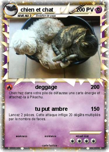 Pokemon chien et chat
