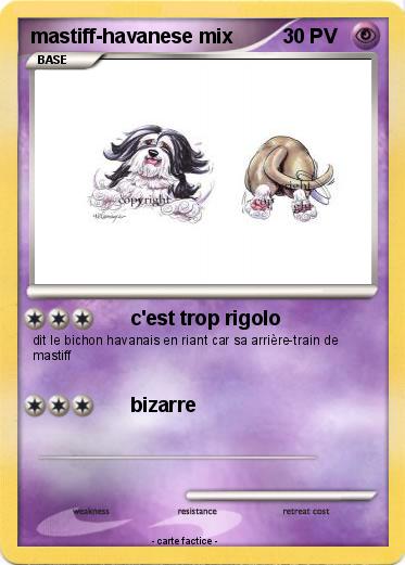 Pokemon mastiff-havanese mix