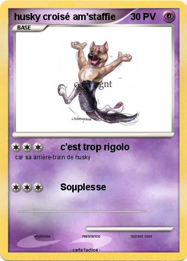 Pokemon husky croisé am'staffie