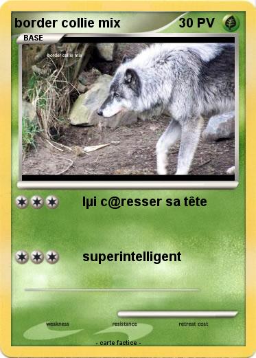 Pokemon border collie mix