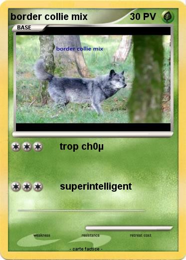 Pokemon border collie mix