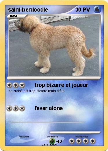 Pokemon saint-berdoodle
