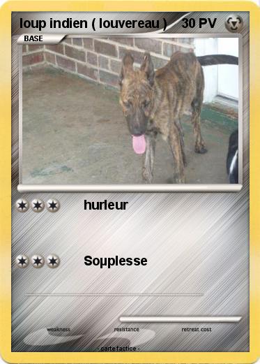 Pokemon loup indien ( louvereau )