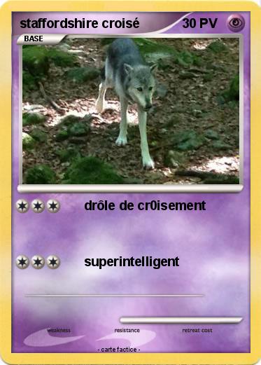 Pokemon staffordshire croisé