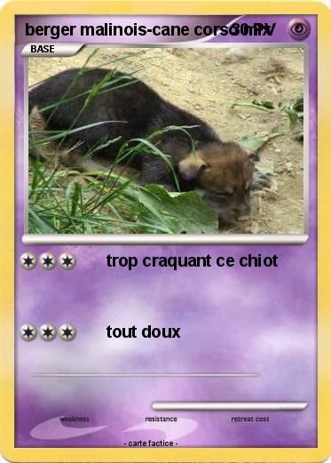 Pokemon berger malinois-cane corso mix