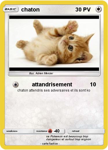 Pokemon chaton