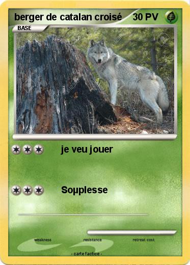 Pokemon berger de catalan croisé