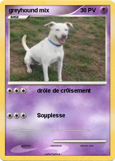 Pokemon greyhound mix