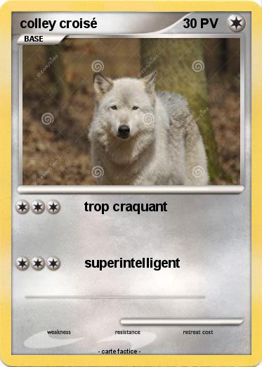 Pokemon colley croisé