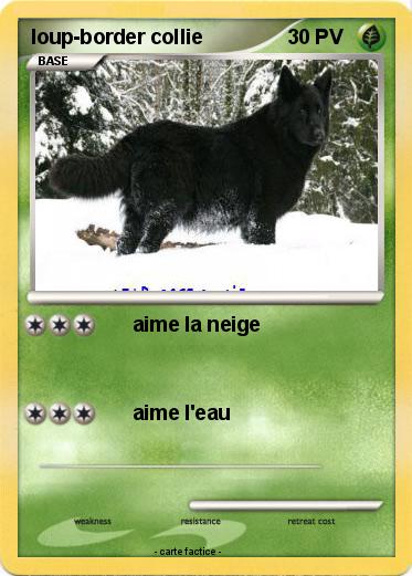 Pokemon loup-border collie
