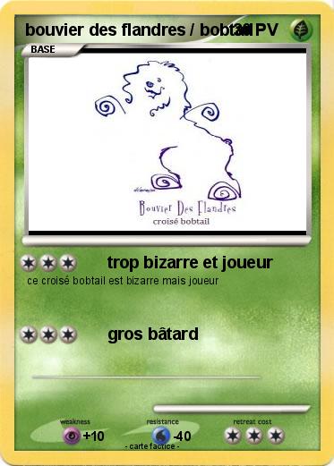 Pokemon bouvier des flandres / bobtail