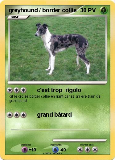 Pokemon greyhound / border collie