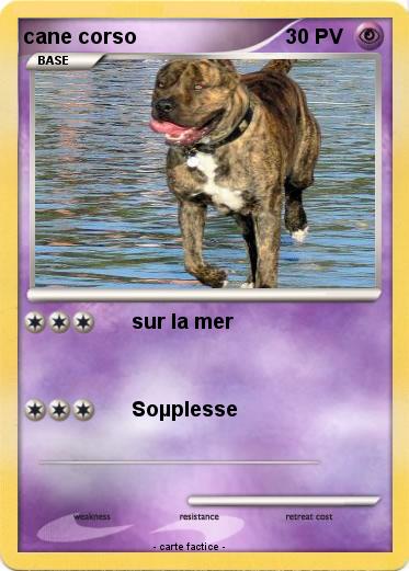 Pokemon cane corso