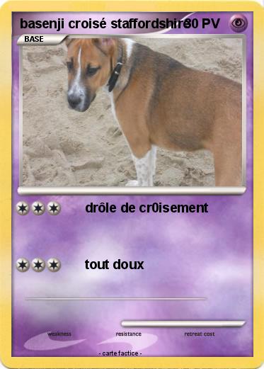 Pokemon basenji croisé staffordshire