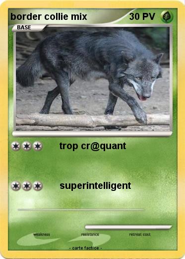 Pokemon border collie mix