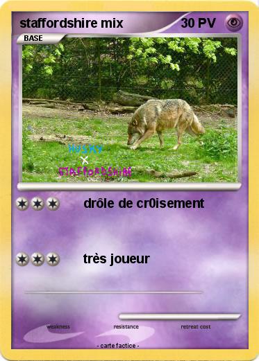 Pokemon staffordshire mix