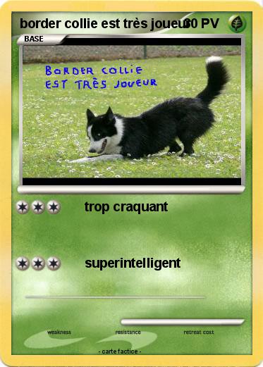 Pokemon border collie est très joueur