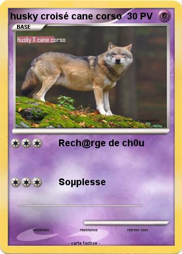Pokemon husky croisé cane corso