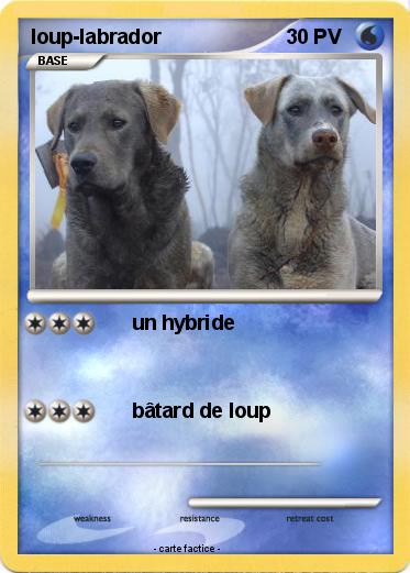 Pokemon loup-labrador