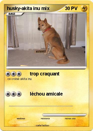 Pokemon husky-akita inu mix