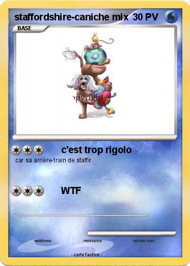Pokemon staffordshire-caniche mix