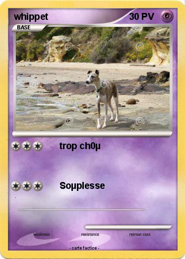 Pokemon whippet