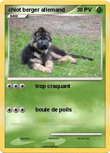 Pokemon chiot berger allemand