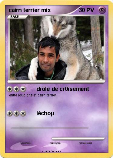 Pokemon cairn terrier mix