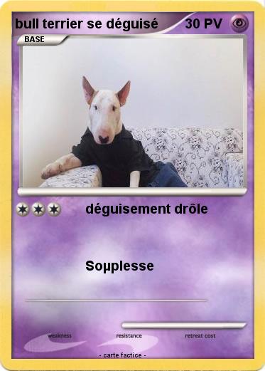 Pokemon bull terrier se déguisé