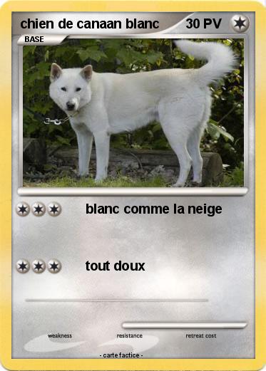 Pokemon chien de canaan blanc