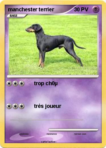 Pokemon manchester terrier