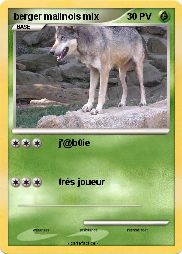 Pokemon berger malinois mix