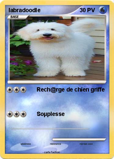 Pokemon labradoodle