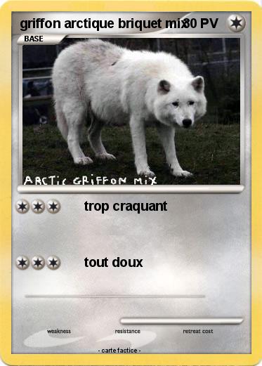 Pokemon griffon arctique briquet mix