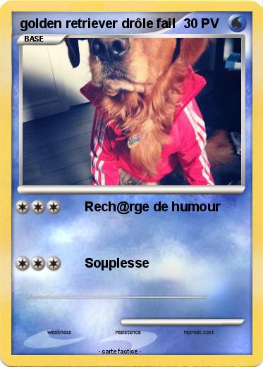Pokemon golden retriever drôle fail